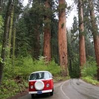 Vanessa with the Giant Redwoods