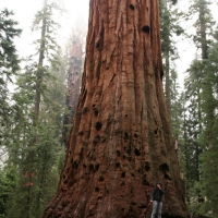 So you have an idea how huge these trees are