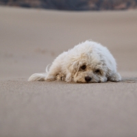 Desert Dog is sad