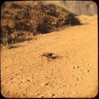 Why did the Tarantula cross the road?