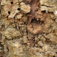 The tree has an anus.