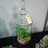 Everything Gardens Terrarium