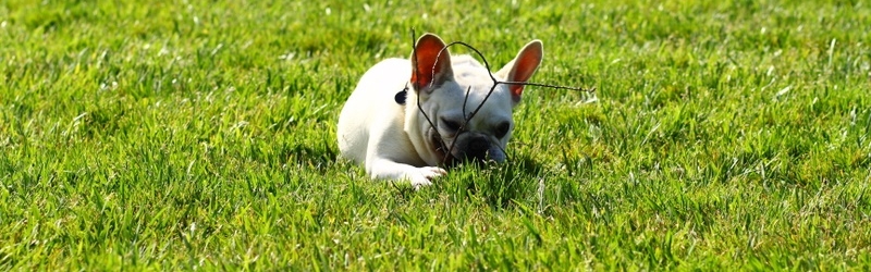 Happy Birthday Senna