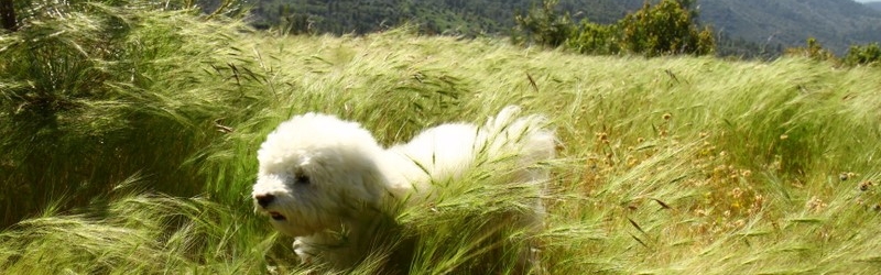 Sequoia National Forest