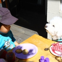 Nickel, sees Rocco as an easy target to get food