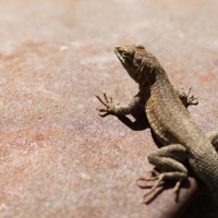 Lounging Lizard