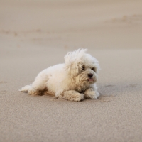 Desert Dog doesn't like you