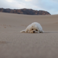 Desert Dog is not amused