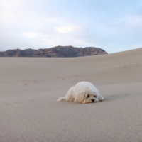 Desert Dog