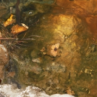 Sulfur Orange Dead Butterfly