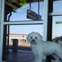 No pets allowed! Gasp.