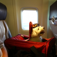 Stow your trays for landing!