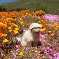 I like flowers. A lot.