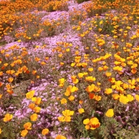 California Poppies
