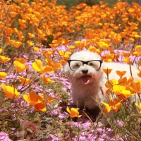 Did you take your anti-histamines today?