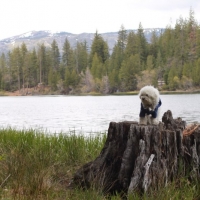 Tree stumps make me sad