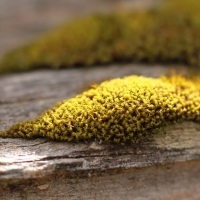 Mini Moss