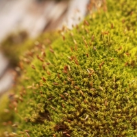 Mini Moss