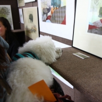 Admiring Julia Lucey's prints