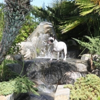 Senna, King of the Jungle