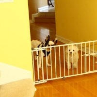 Umm we want some dimsum too.