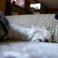 Pooped out. Time to nap. :)