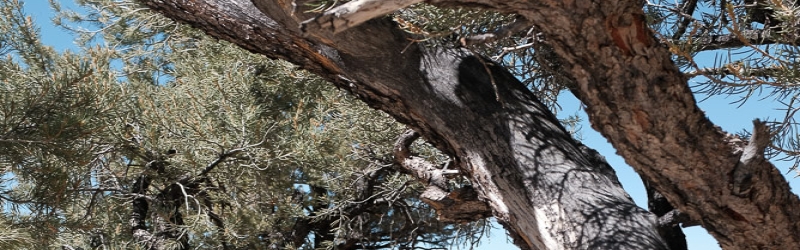0709 Ancient Bristlecone