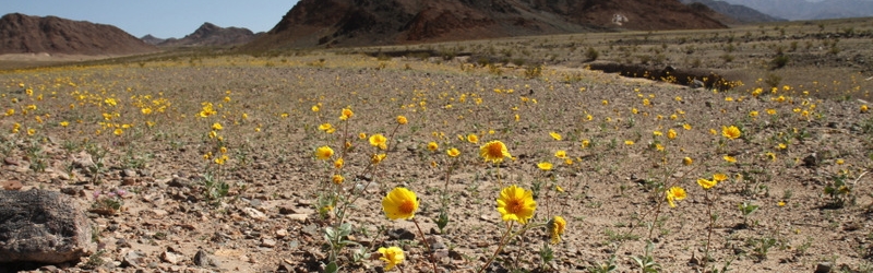 0307 Death Valley Ibex Dunes